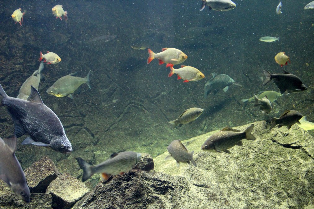 Krajobraz akwarium, © Biosphaerium Elbtalaue