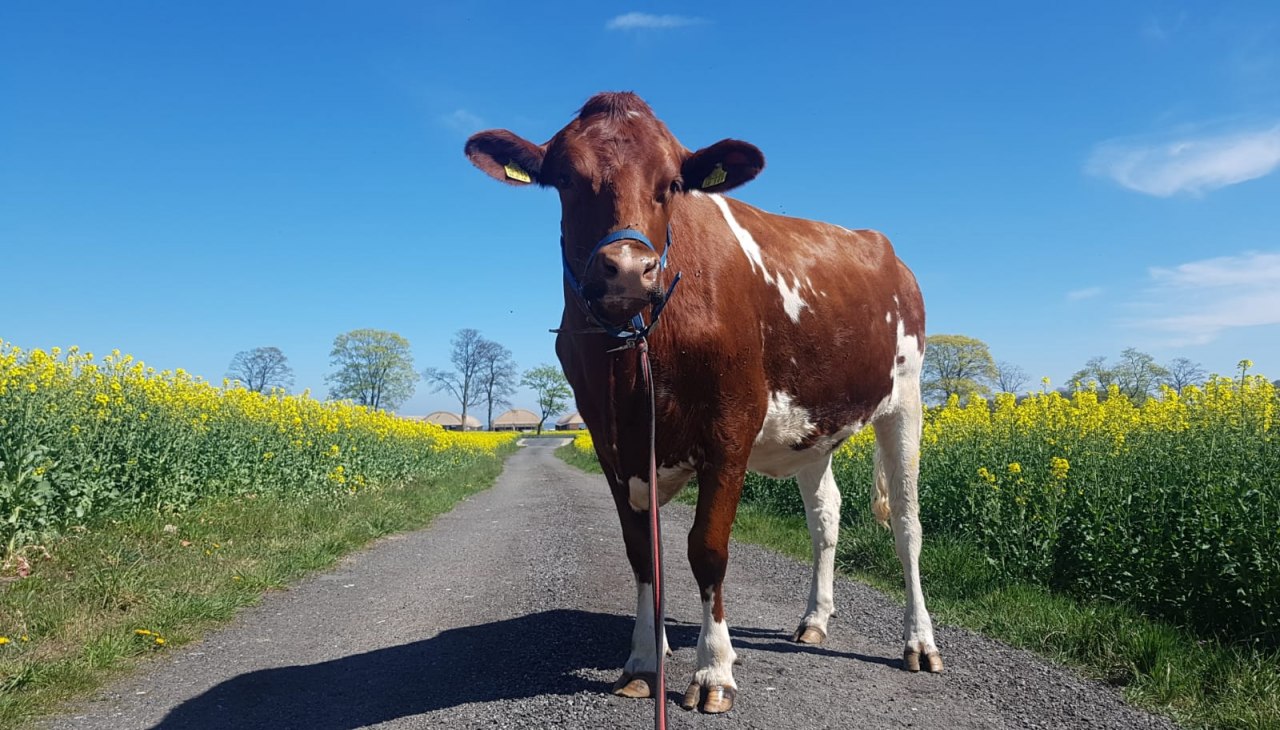 Krowa, © Peeneland Agrar GmbH Krowa, © Peeneland Agrar GmbH