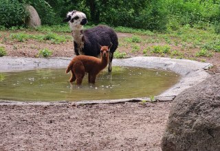 © Tierpark Wolgast © Tierpark Wolgast