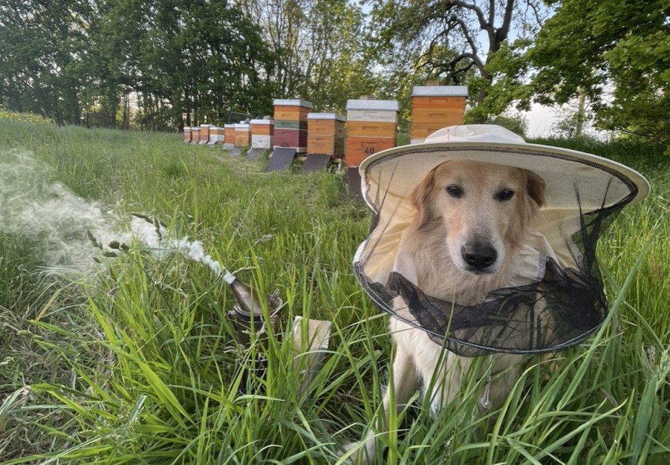 Bijen op koolzaad - iedereen is nodig, © Peter Wittenberg