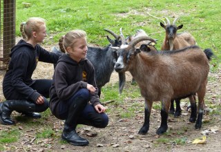 In de stal zie je niet alleen paarden, maar onder andere ook geiten // &copy; de