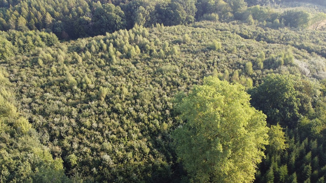 Klimatyczny las Golchen, © Landesforst MV