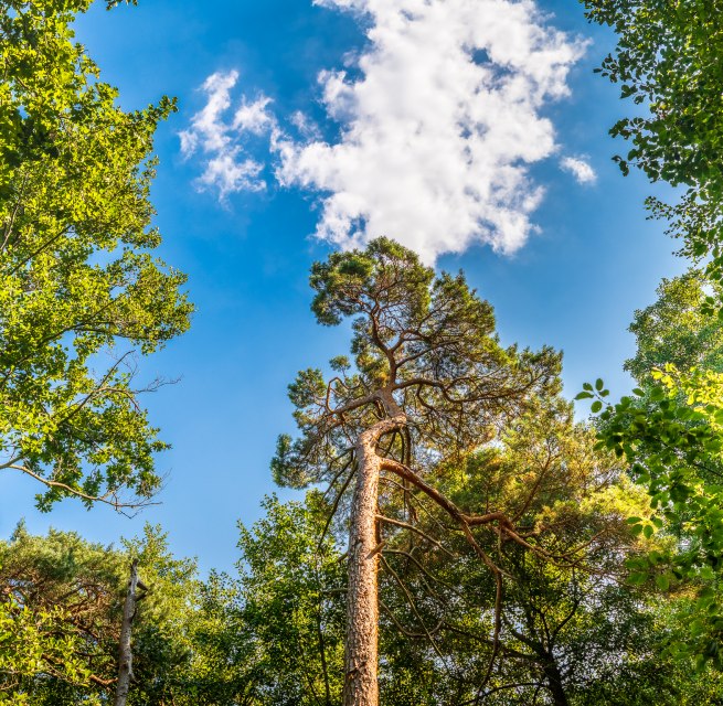 Forest bathing in the Baltic health spa Graal-M&uuml;ritz | with Torsten Maa&szlig; // &copy; Andr&eacute; Pristaff / TuK