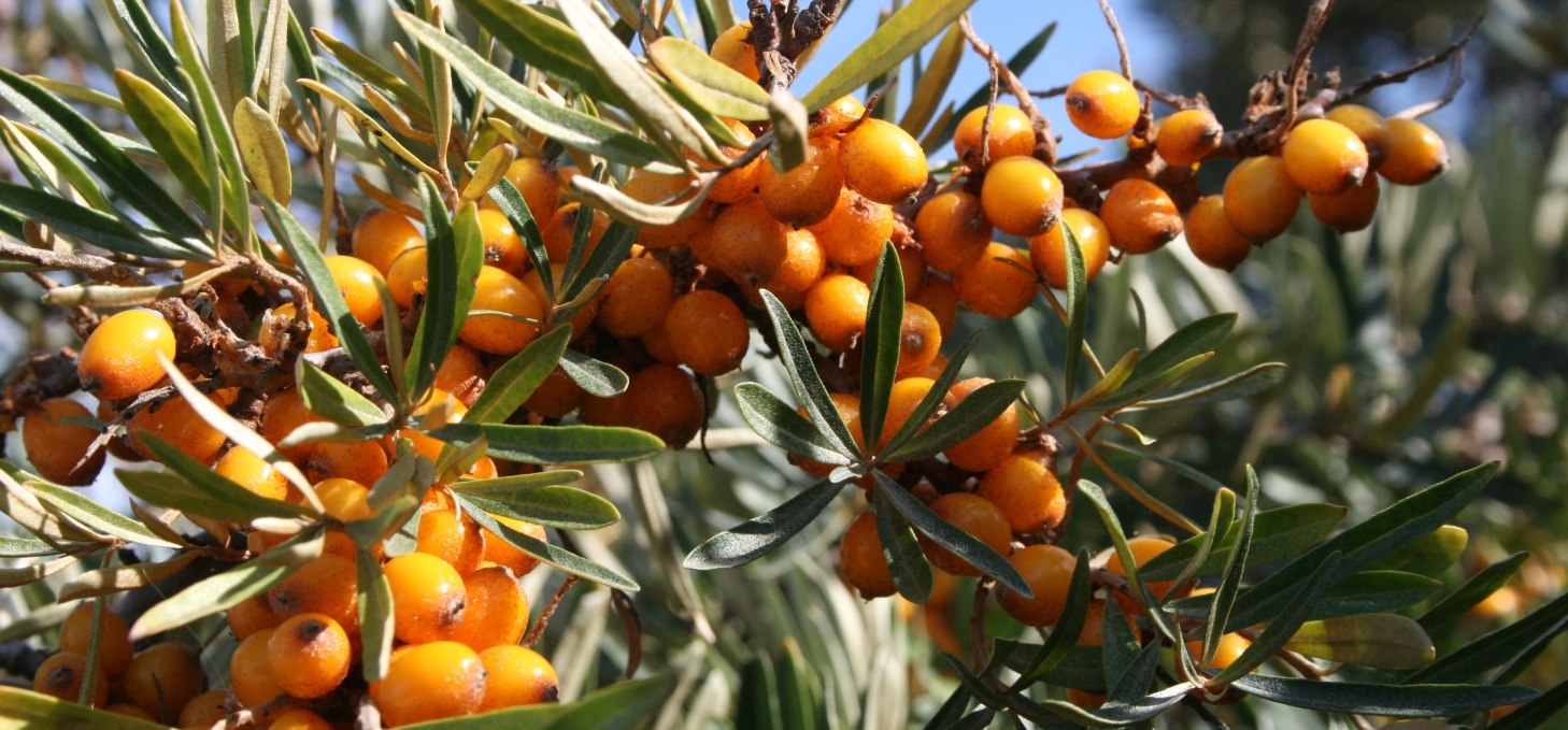 Sea buckthorn - the lemon of the north, &copy; TMV/Kliem