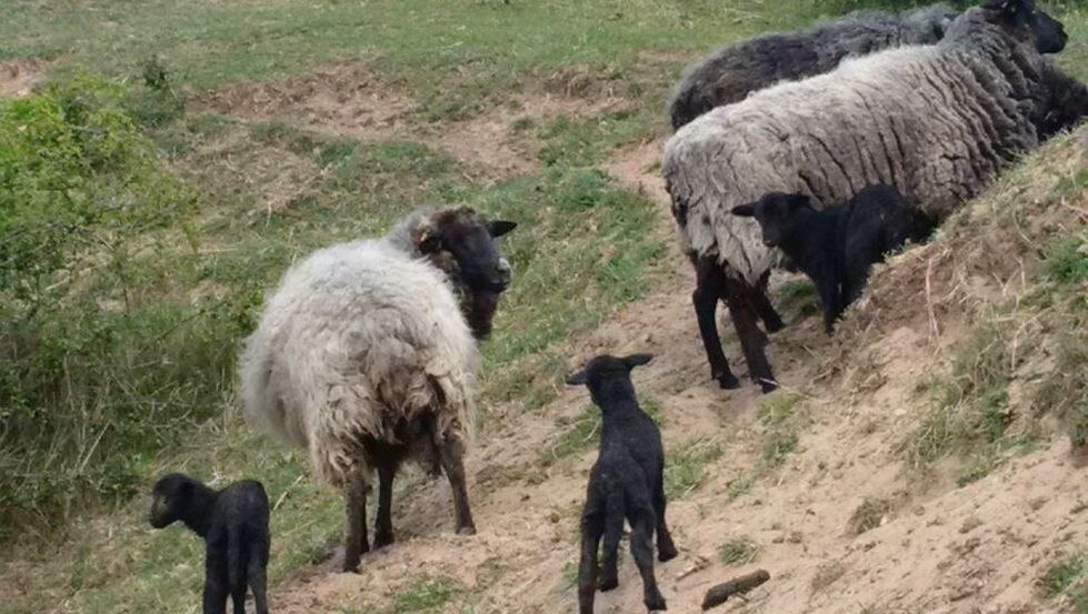 rough-wooled Pomeranian Land sheep with their lambs // &copy; R.F. Leipzig