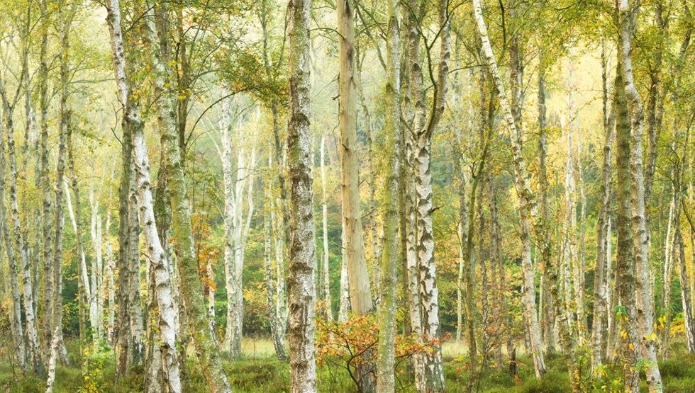 in de hei, &copy; Monika Lawrenz