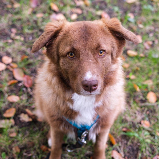 World Dog Day, © Zoo Schwerin