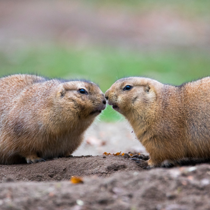 TMV/Foto Valentijnsdag, © Zoo Schwerin TMV/Foto Valentijnsdag, © Zoo Schwerin