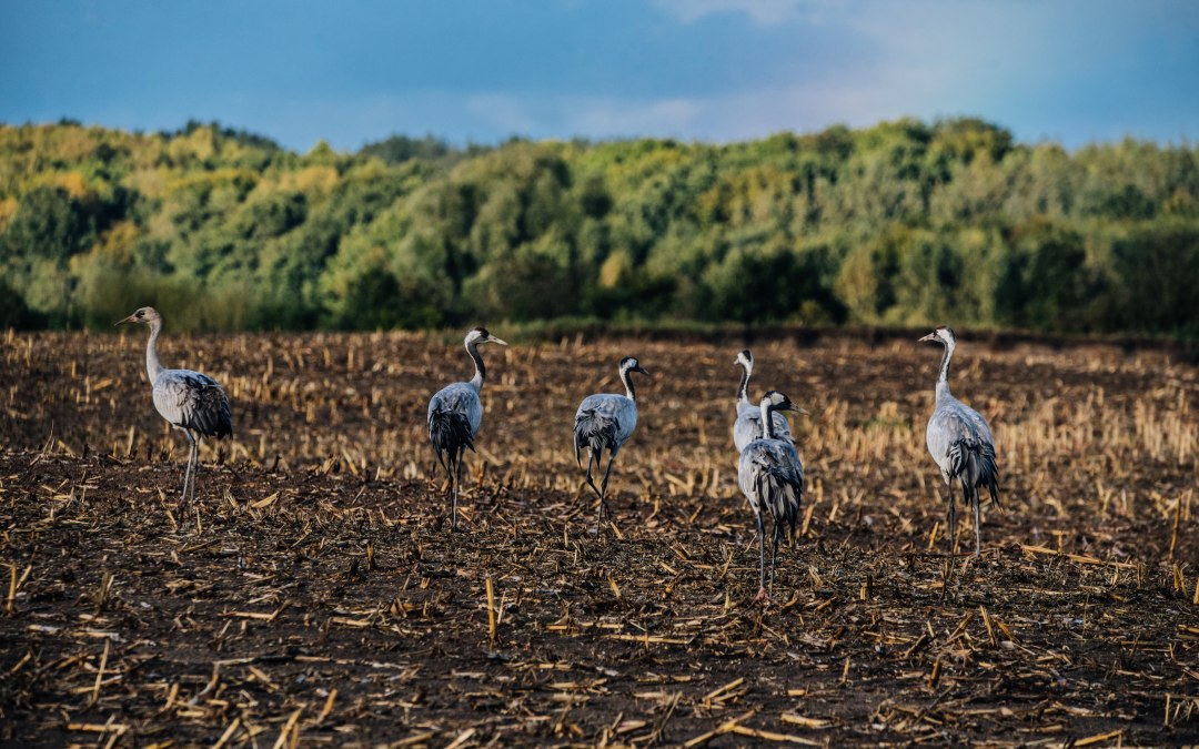Cranes in a field, © Naturerlebnis_Rügen