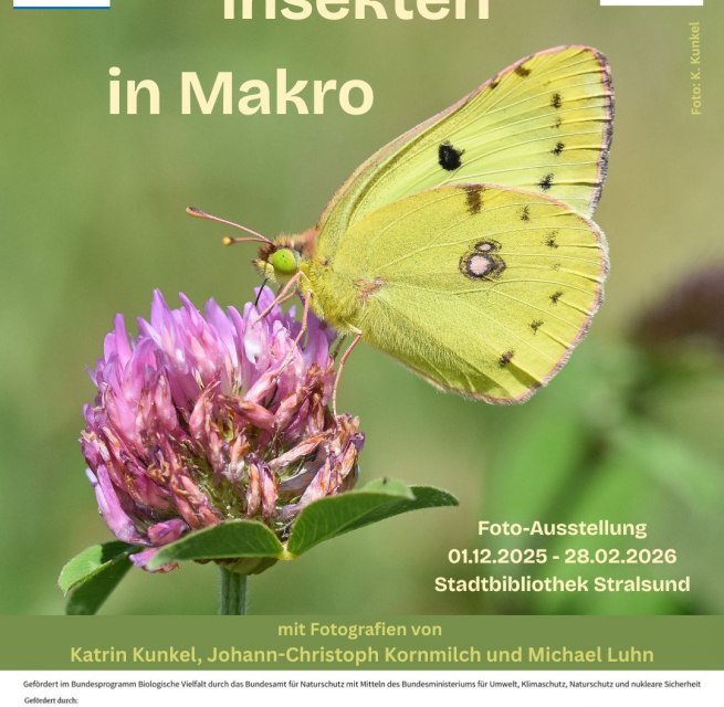 Motyl cytrynek siedzący na kwiatku czerwonej koniczyny, © Stadtbibliothek Stralsund Motyl cytrynek siedzący na kwiatku czerwonej koniczyny, © Stadtbibliothek Stralsund