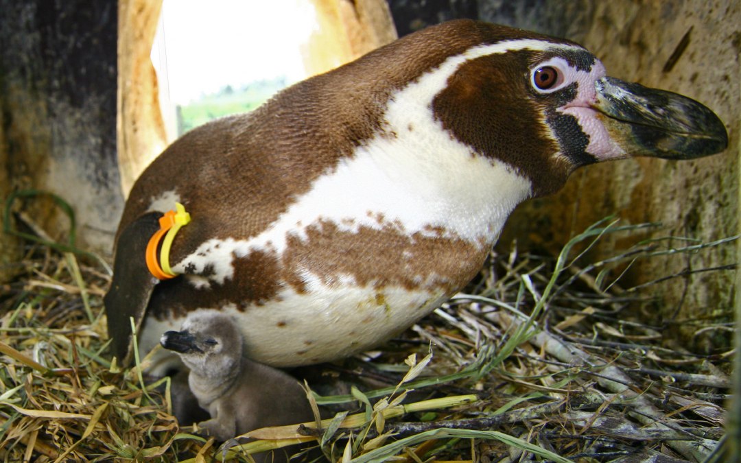 Penguin offspring, © Vogelpark Marlow