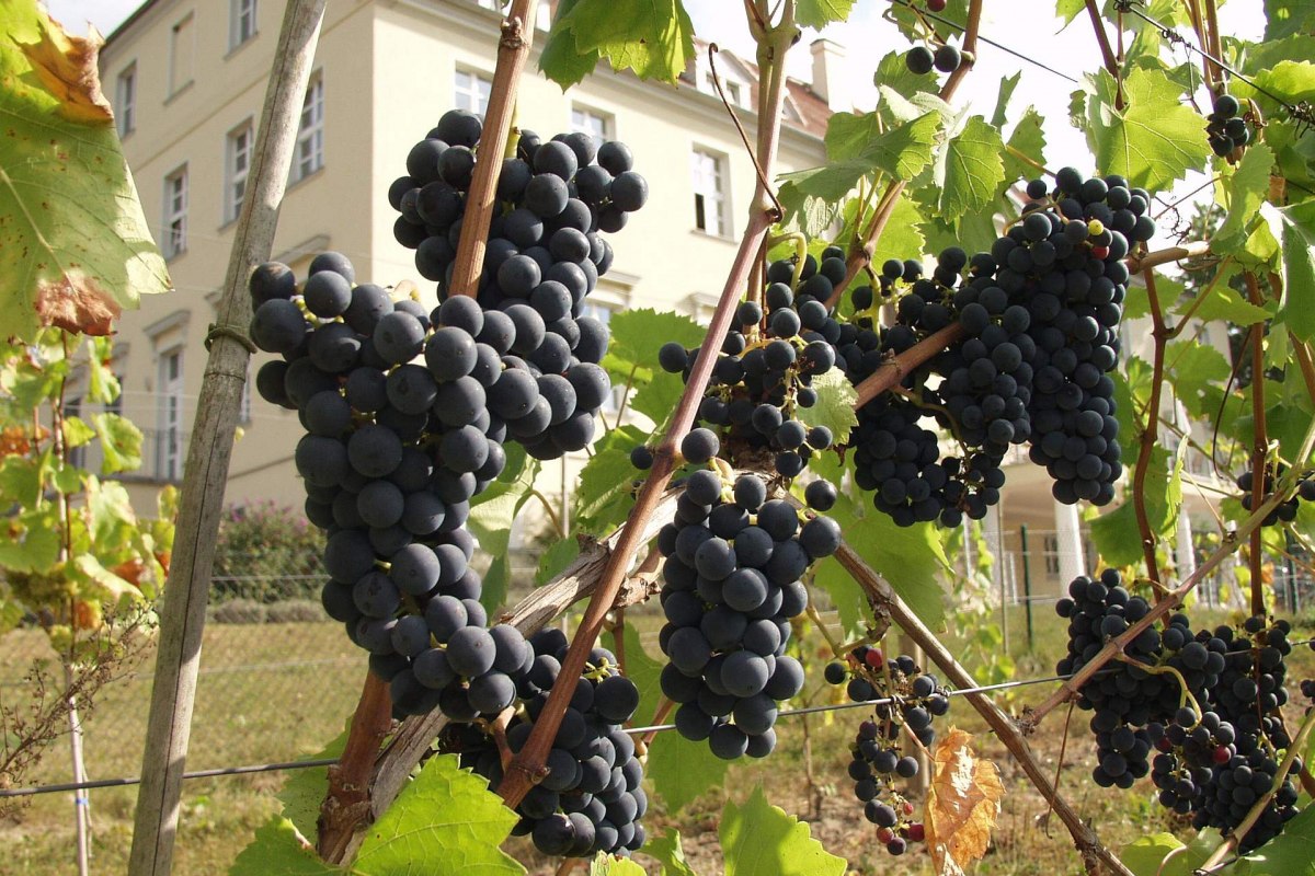 Zamek Rattey jest znany z najbardziej wysuniętego na północ regionu uprawy winorośli w Niemczech // © Park Hotel Schloss Rattey Zamek Rattey jest znany z najbardziej wysuniętego na północ regionu uprawy winorośli w Niemczech // © Park Hotel Schloss Rattey