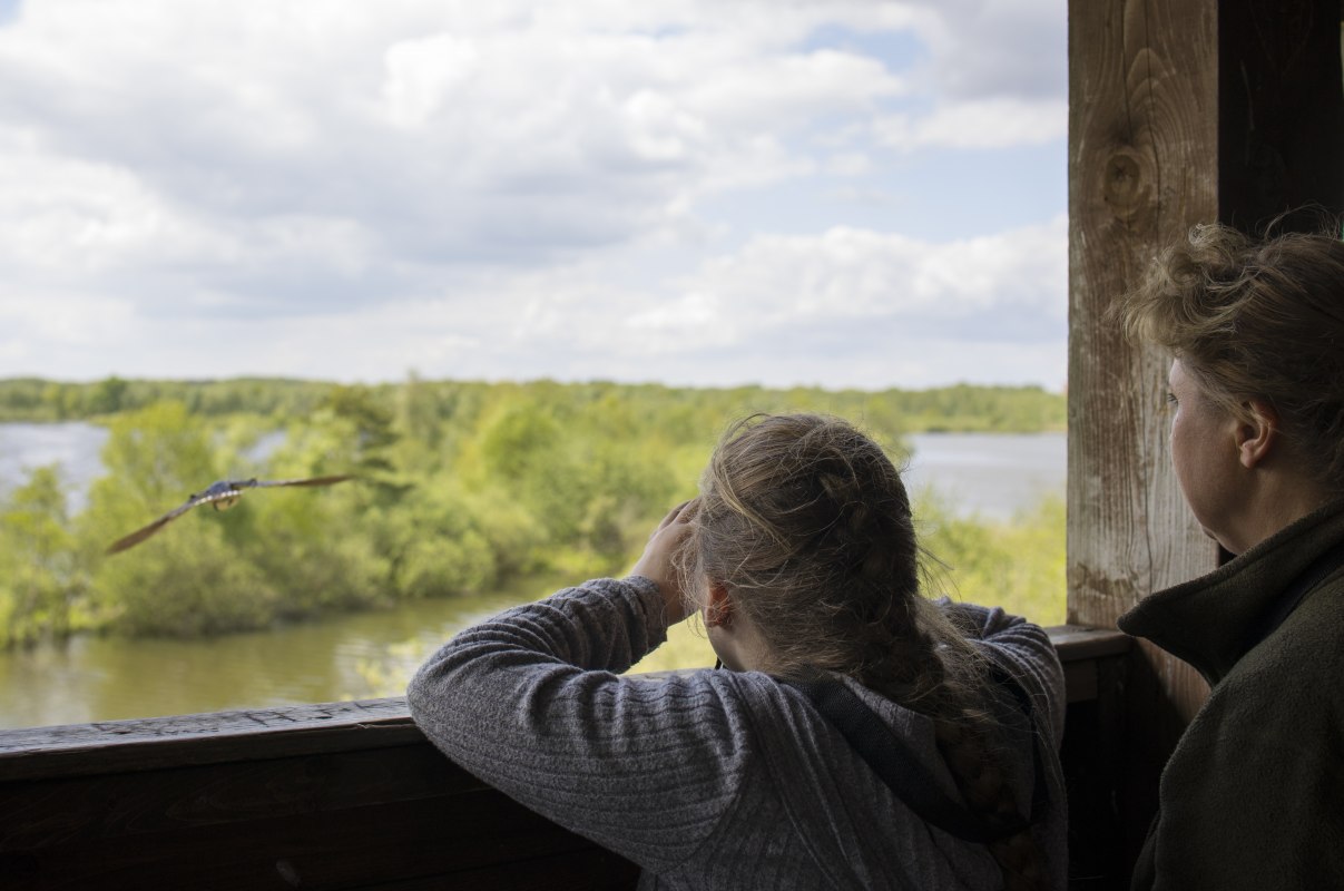 Moorochse_75A7142_s, © Kartheuser Moorochse_75A7142_s, © Kartheuser