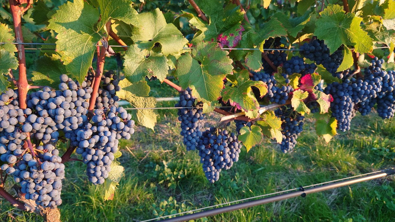 Cabernet Cortis in the vineyard in Dorf Mecklenburg // © Juliane Dähn Cabernet Cortis in the vineyard in Dorf Mecklenburg // © Juliane Dähn
