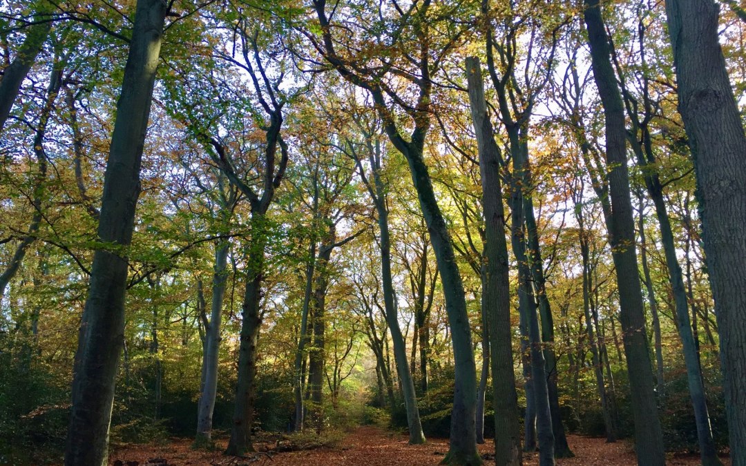 Hiking trail in Ahrenshooper Holz, © Kurverwaltung Ahrenshoop