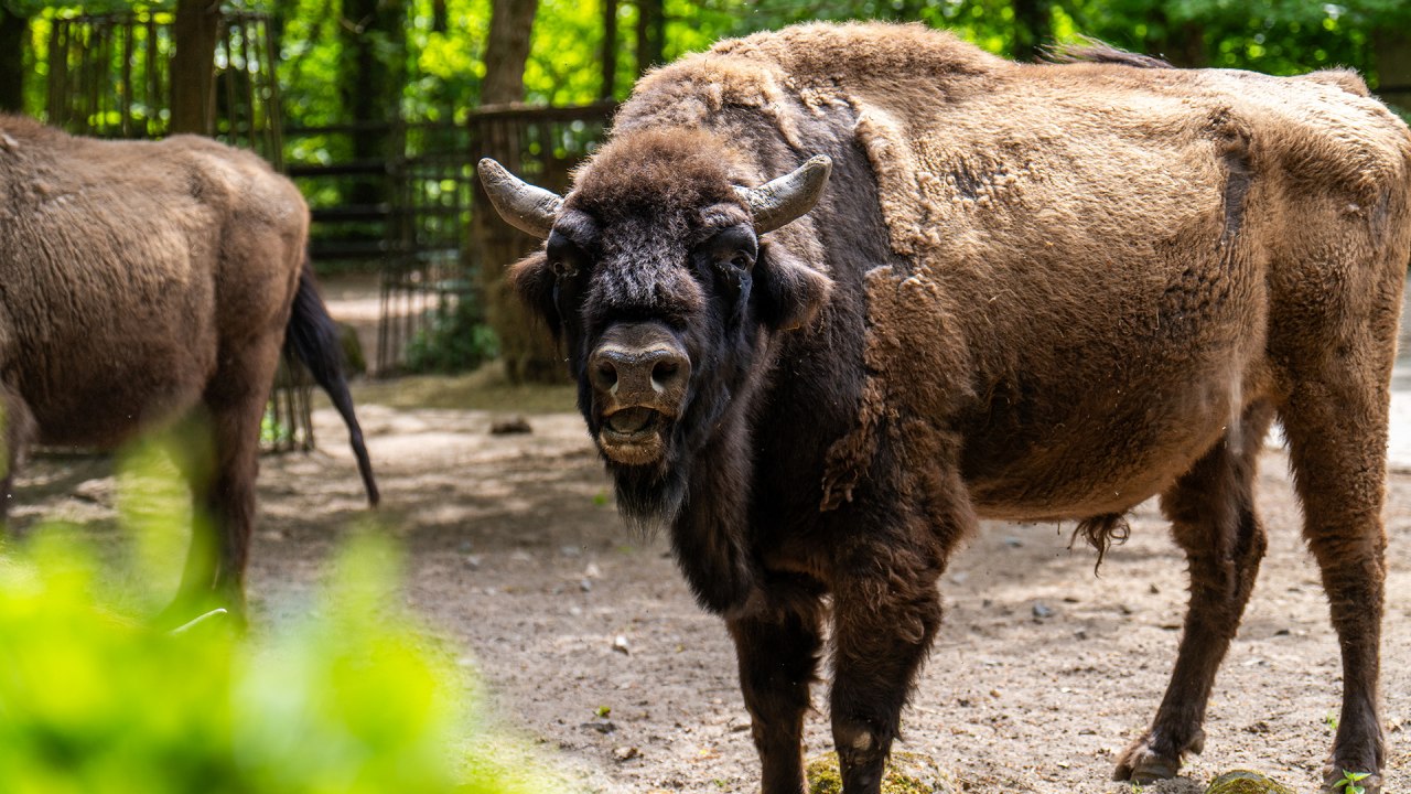Bison at Rostock Zoo. // &copy; Zoo Rostock/ Dr&uuml;bbisch
