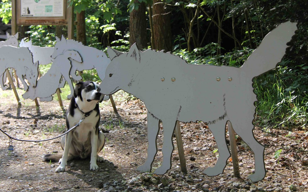 Wildpark-MV met hond, © Wildpark-MV