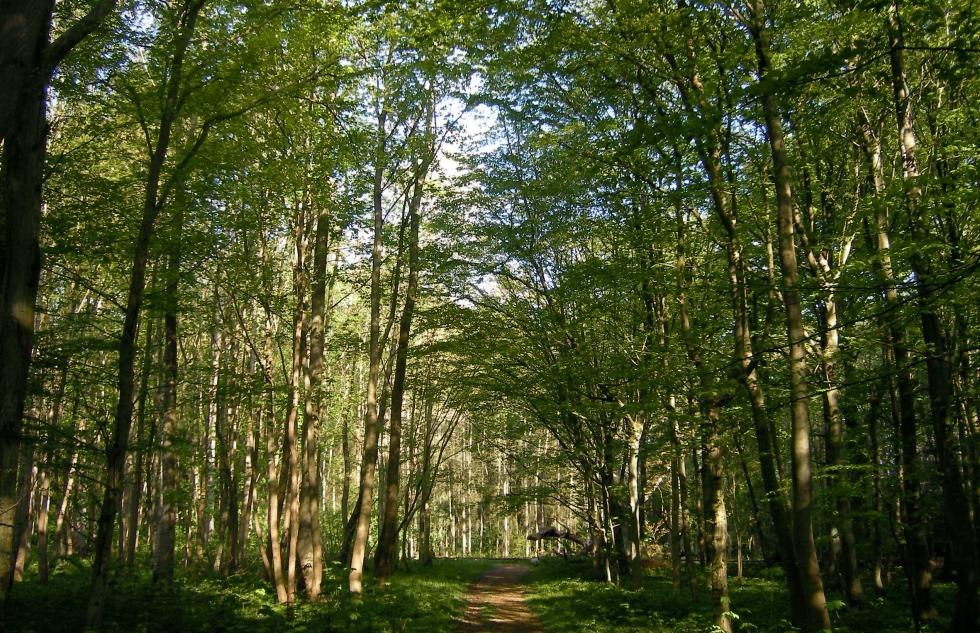 goor-en-freetzer-lowlands, &copy; Biosph&auml;renreservatsamt S&uuml;dost-R&uuml;gen