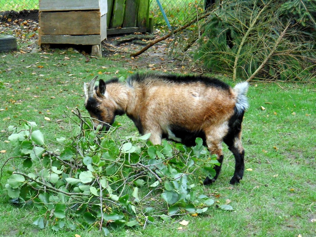 In het geitenverblijf, &copy; Lindner