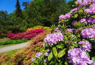 Kleurrijke rododendrons in het kuuroord aan de Oostzee Graal-Müritz - een paradijs voor natuurliefhebbers en wandelaars., © TMV/Gohlke