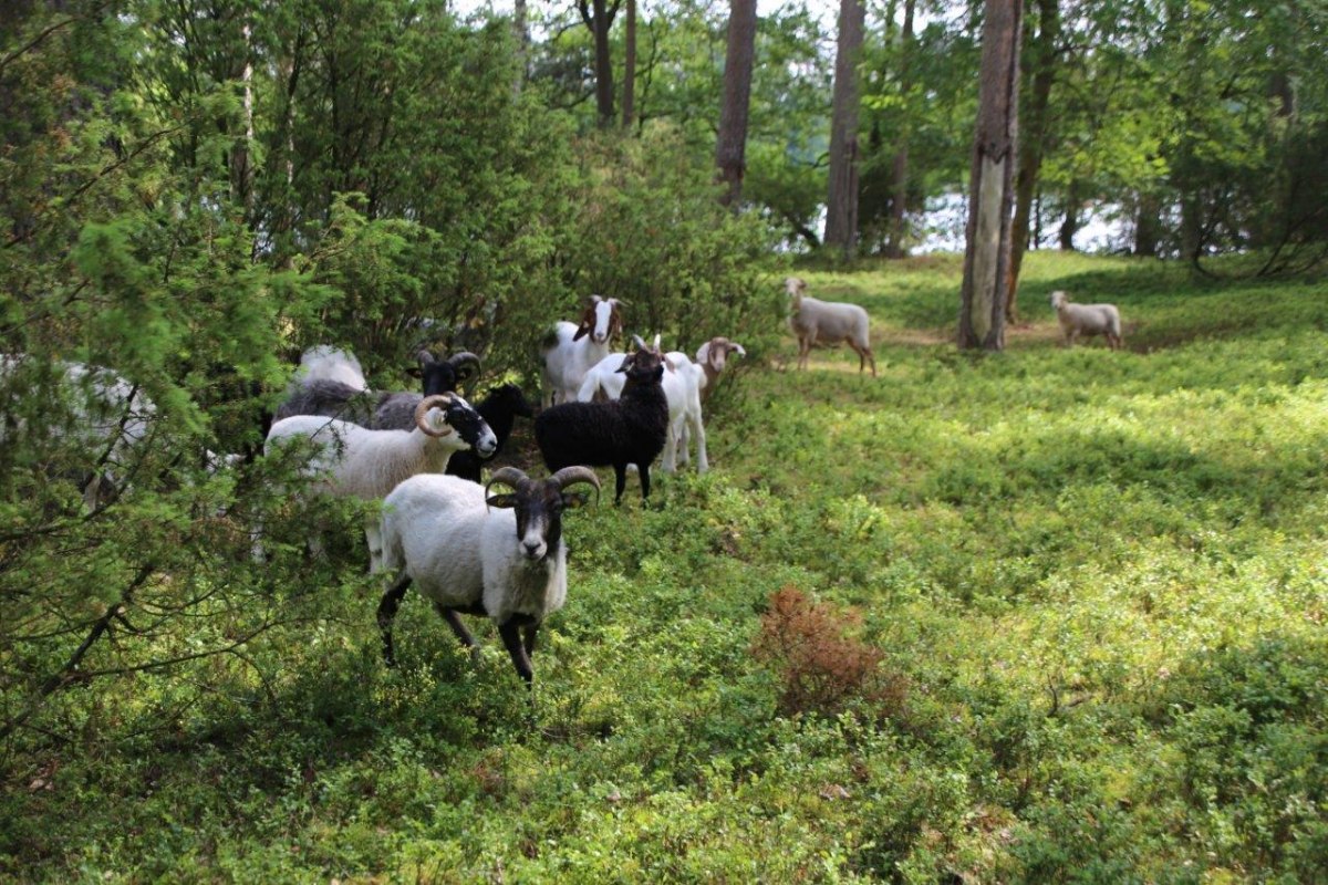 Duin dennenbos_schapen, © Ralf Koch Duin dennenbos_schapen, © Ralf Koch