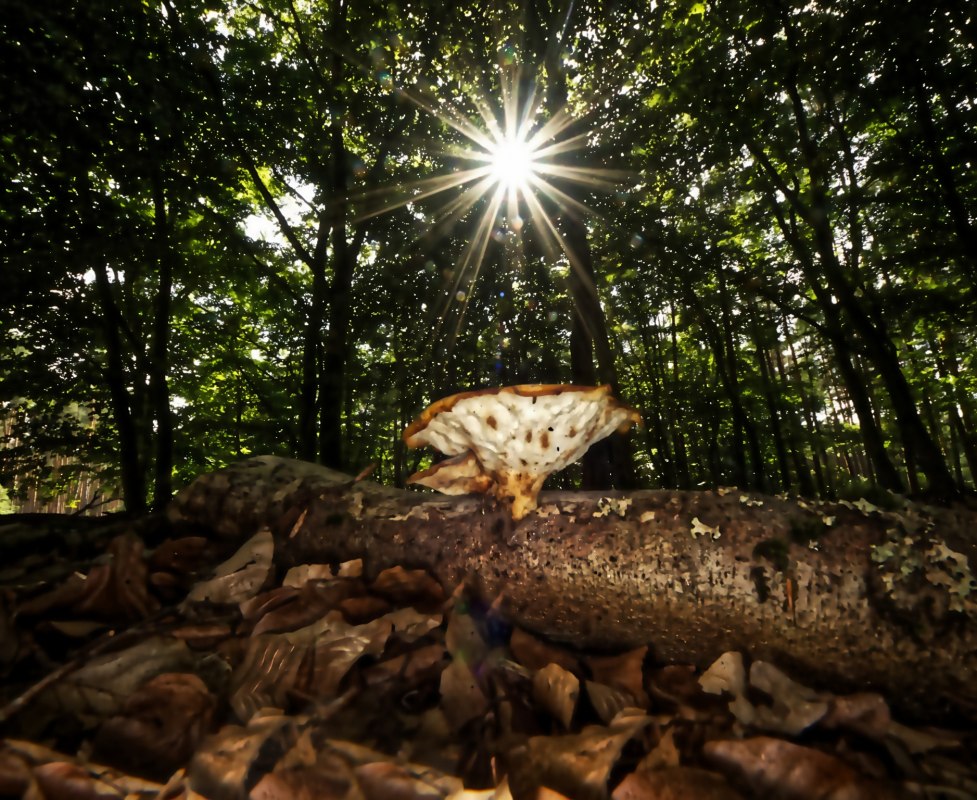 © Uwe Meyer © Uwe Meyer