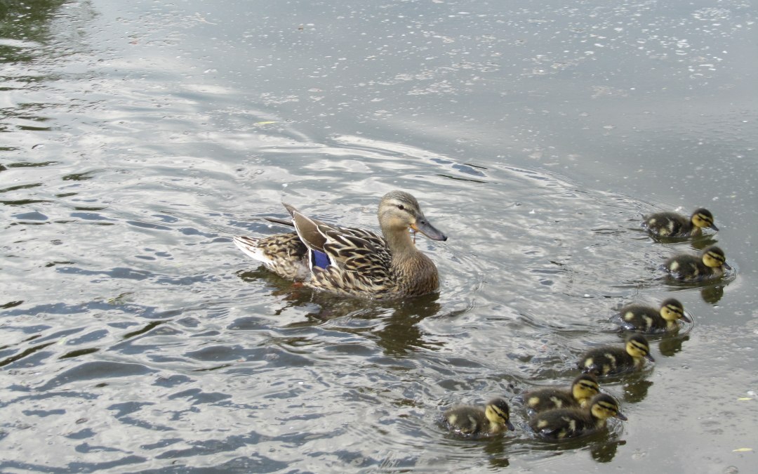 Enten Mühlenteich, © Jana Koch