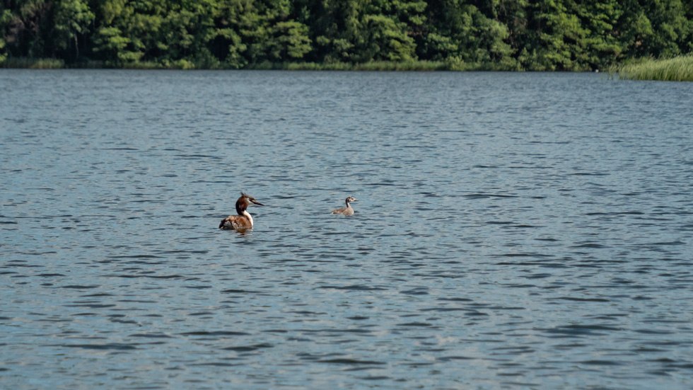 Kano-safari in een grote kano op de Havel met fuehrung-mv.de, Martin Hedtke, &copy; www.fuehrung-mv.de