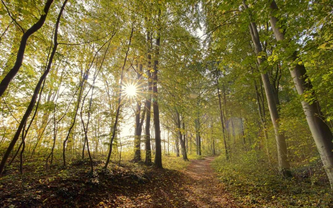 Bosbaden in de herfst (c) Kurverwaltung Goehren Martin Stoever_10-2016_P5I4842, © Kurverwaltung Goehren / Martin Stoever