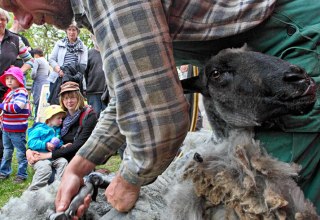Schapen scheren in het openluchtmuseum Klockenhagen, &copy; Freilichtmuseum Klockenhagen