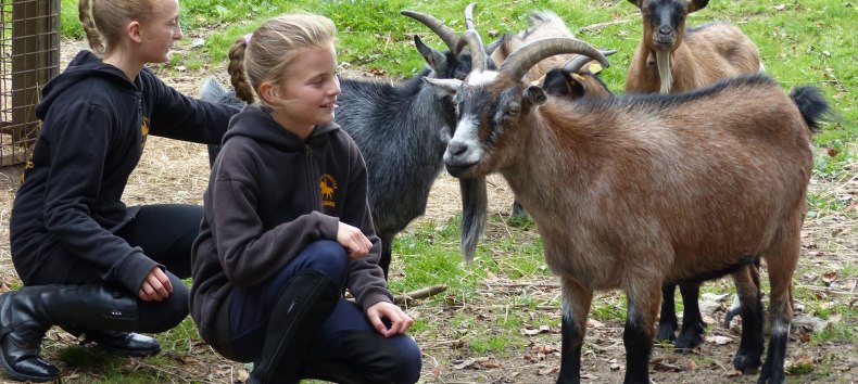 Im Stall siehst du nicht nur Pferde, sondern u.a. auch Ziegen // &copy; de