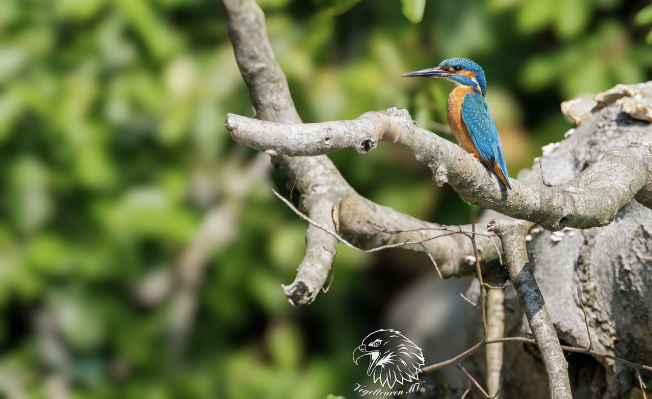 Zimorodek., &copy; Vogeltouren MV/ Kevin Hempel