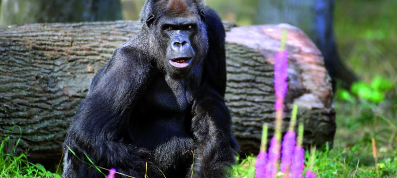 © Zoo Rostock/Gohlke
