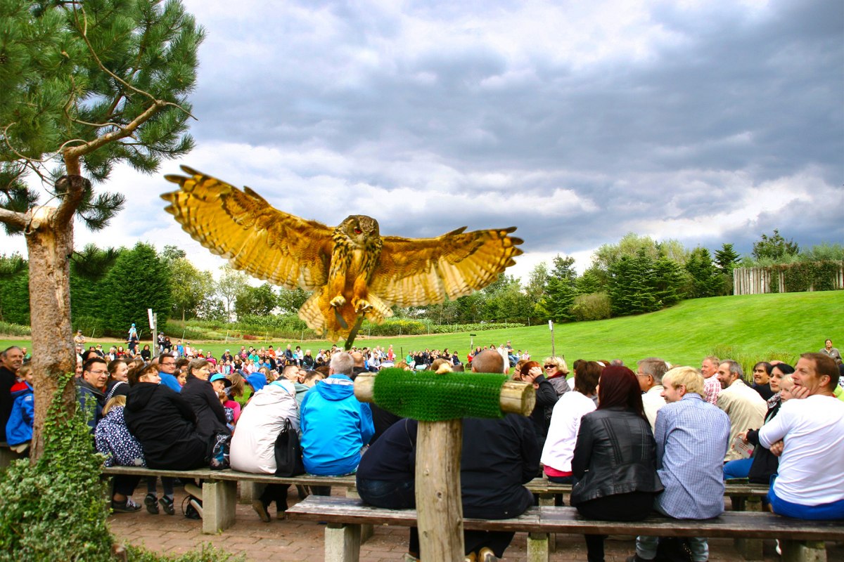 Eagle owl in the air show // &copy; @ Vogelpark Marlow