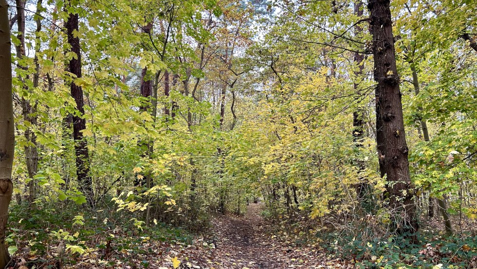 K&uuml;stenschutzwald &copy; Kurverwaltung Boltenhagen, &copy; Kurverwaltung Boltenhagen