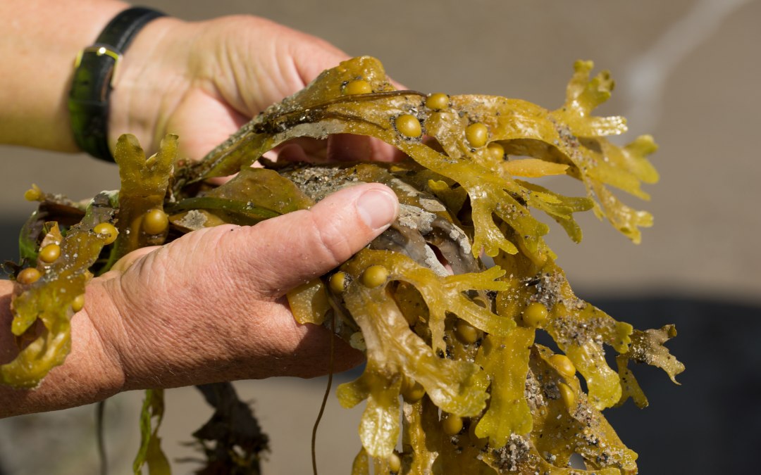 Beach excursion_bladderwrack, © BUND Rostock