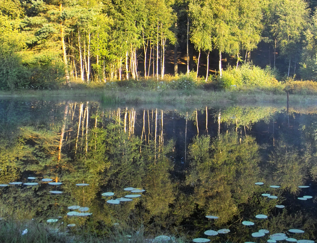Mümmelkensee nature reserve // © Fotoarchiv Naturpark Insel Usedom Mümmelkensee nature reserve // © Fotoarchiv Naturpark Insel Usedom