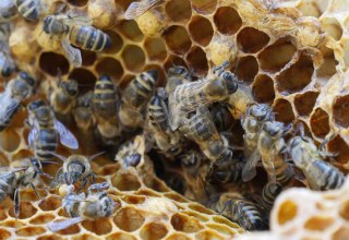 Bienen und Honigwaben im Zoo Rostock. // &copy; Zoo Rostock/ Seemann