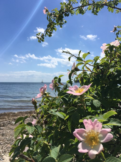 beach-rose-wake_1, © Wehweck