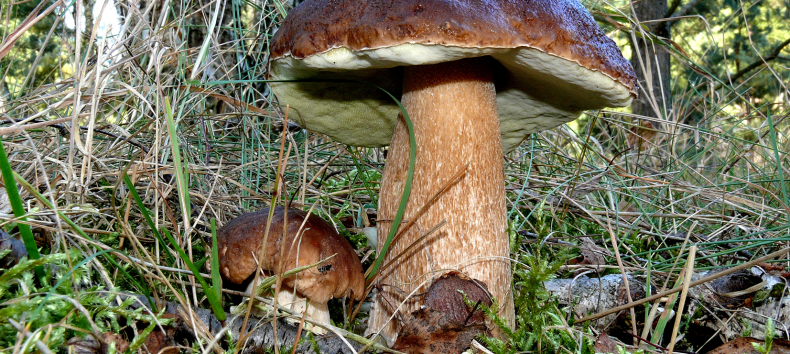 Porcini mushroom in the forest, © Udo Hopp