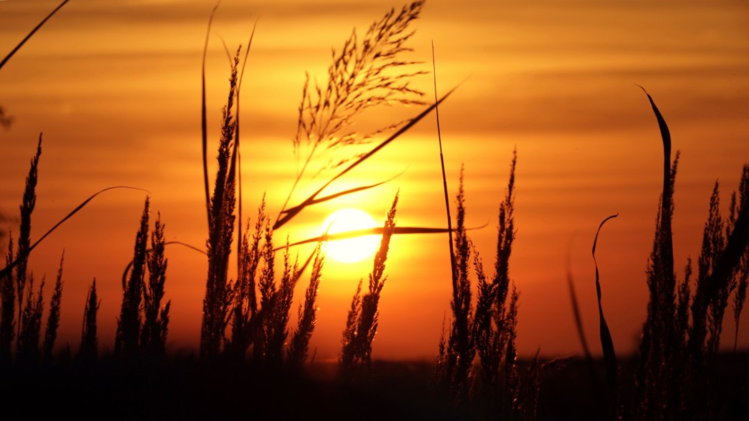 Eye walk sun grass, © KV Mönchgut