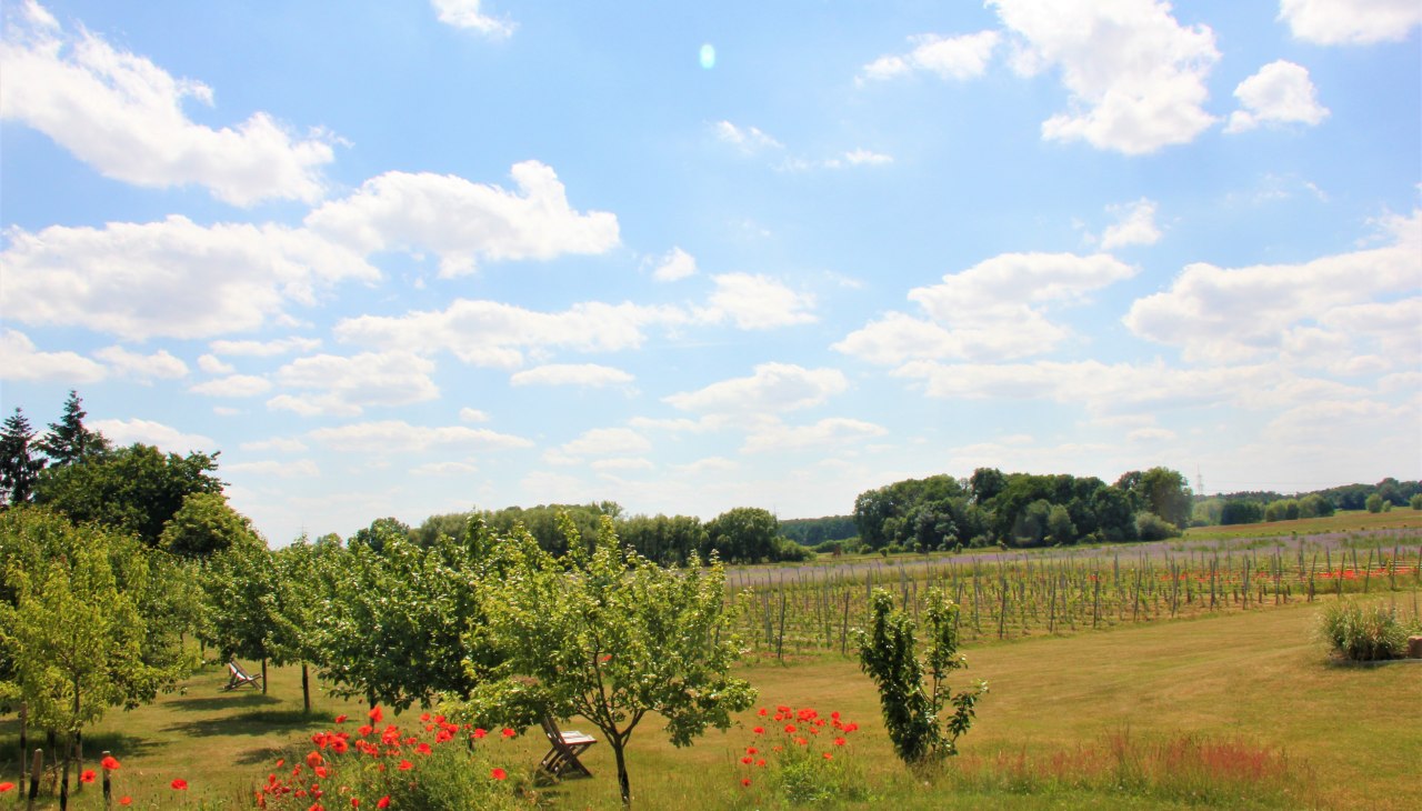 Widok na naszą winnicę i drzewa owocowe w oddali, &copy; Brigitte Leberl