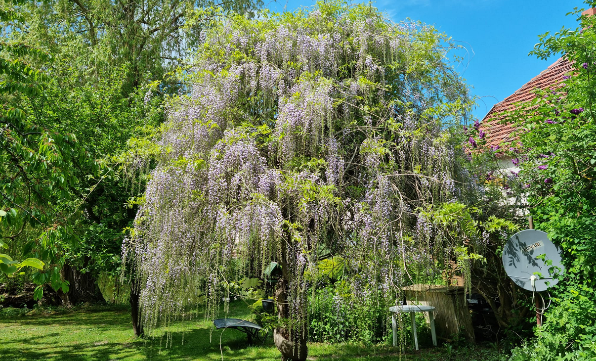Hofcafe G&ouml;rzhausen3, &copy; Hofcaf&eacute; G&ouml;rzhausen