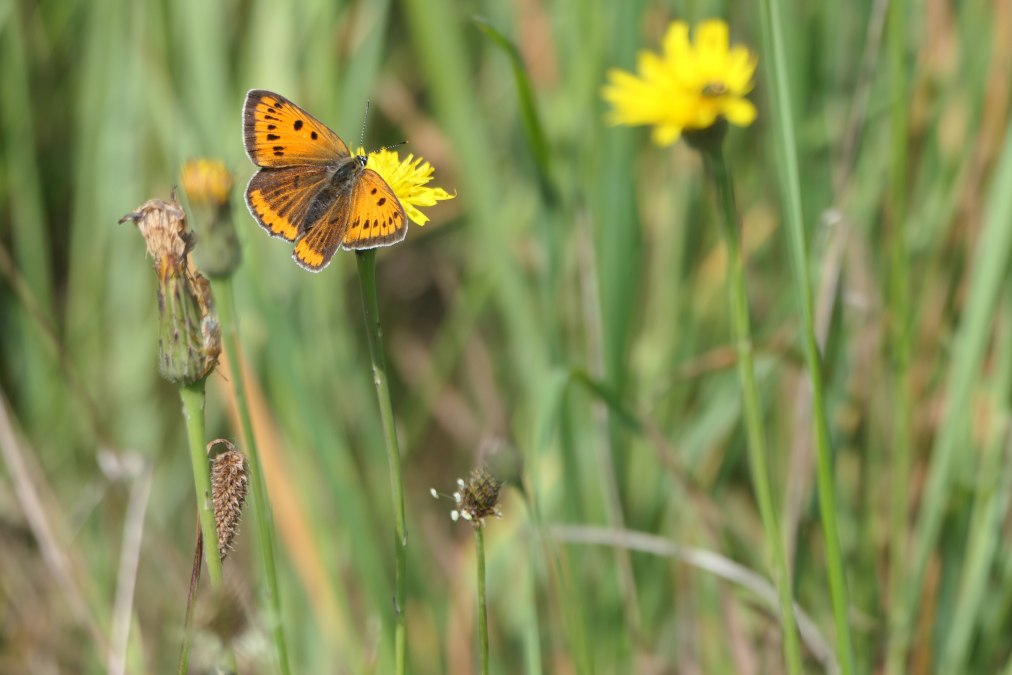 Motyl modraszek (Lycaena dispar), © Naturpark Am Stettiner Haff