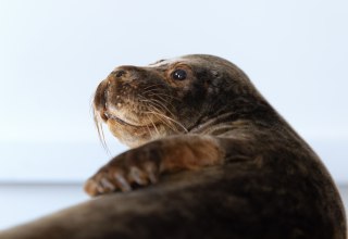 &copy; Anke Neumeister/Deutsches Meeresmuseum