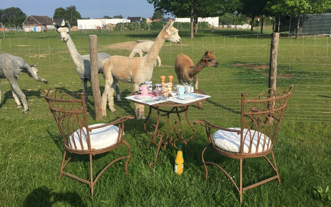 Kleine alpacaboerderij in Penkow, © Fleesensee Alpakas