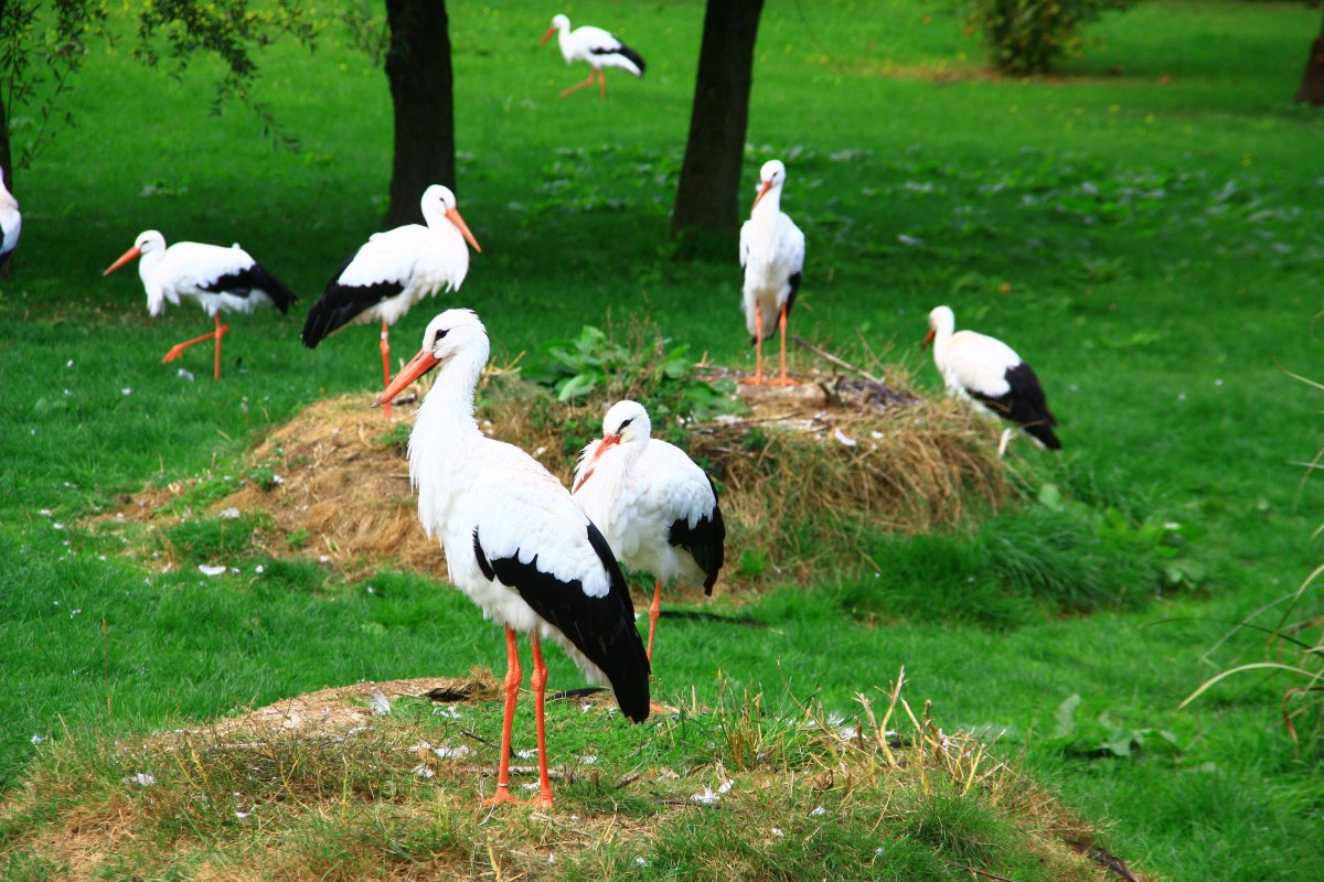 Toegankelijk ooievaarsverblijf in Marlow Bird Park // &copy; Vogelpark Marlow