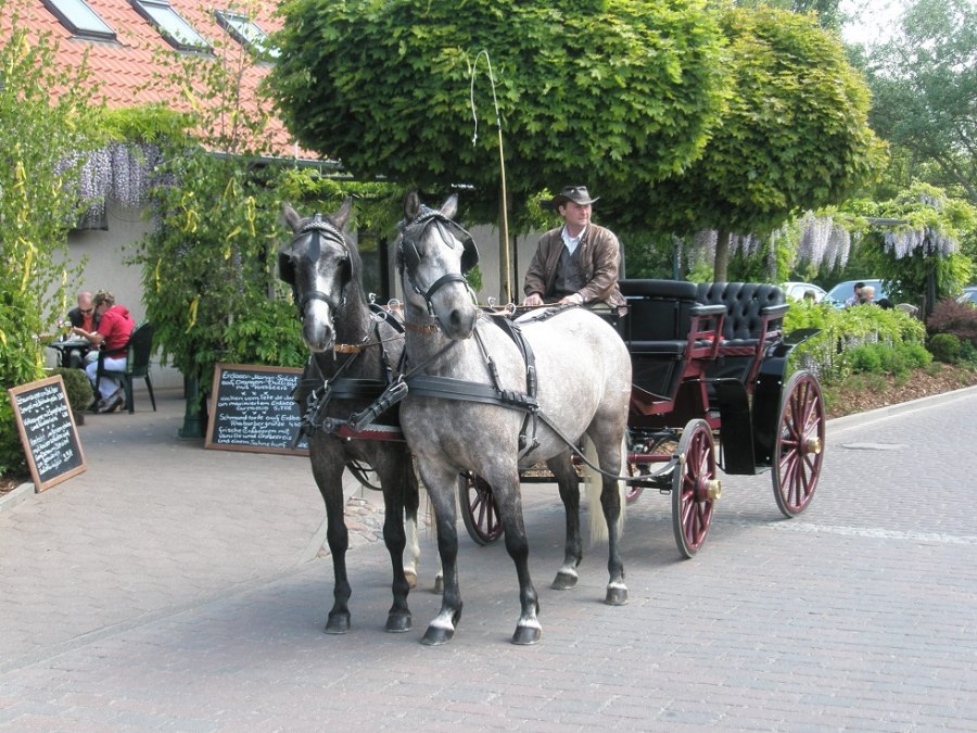 Carriage rides through the surrounding Bodden landscape, © Pferdesport Brauns