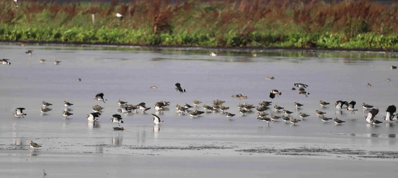 &copy; Marin-Ziegler