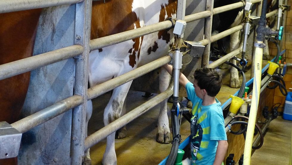 Practice early! Son Aaron milking, © GbR Marquardt Practice early! Son Aaron milking, © GbR Marquardt